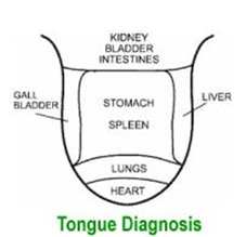 Diagram of tongue showing which parts relate to which part of the body